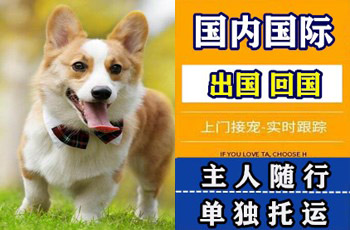 塔城地区宠物托运公司塔城地区宠物托运公司塔城地区宠物托运公司