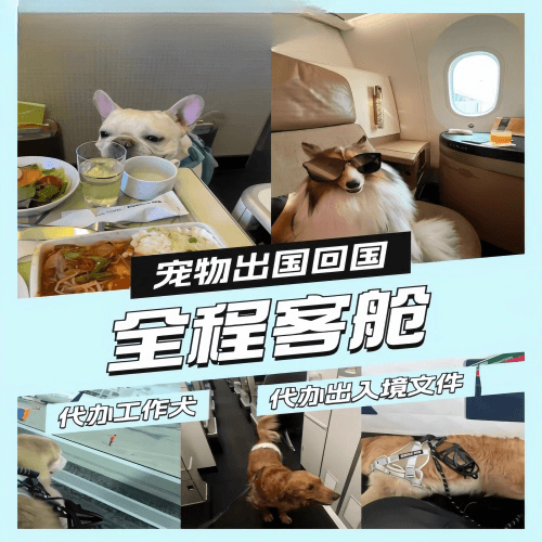 塔城地区宠物托运到白俄罗斯宠物入境规定和要求